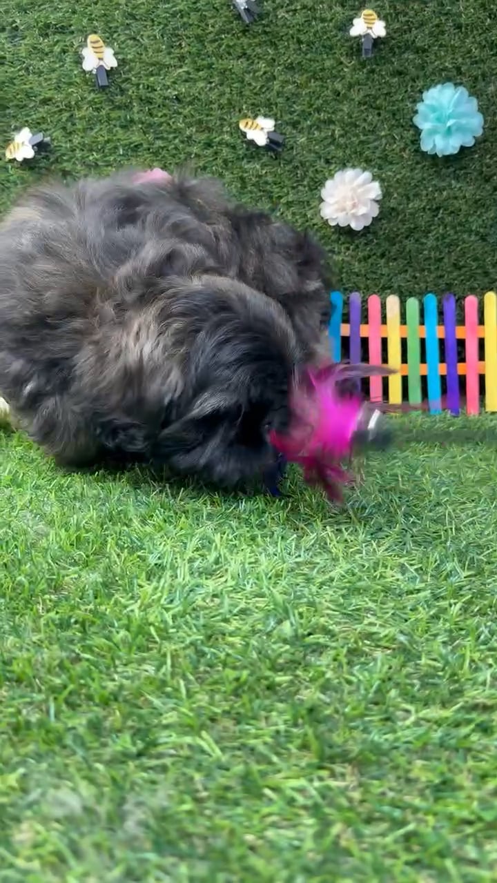 Male Shih Tzu puppy named Chewie for sale at Puppy Dreams - Carrollton. video thumbnail