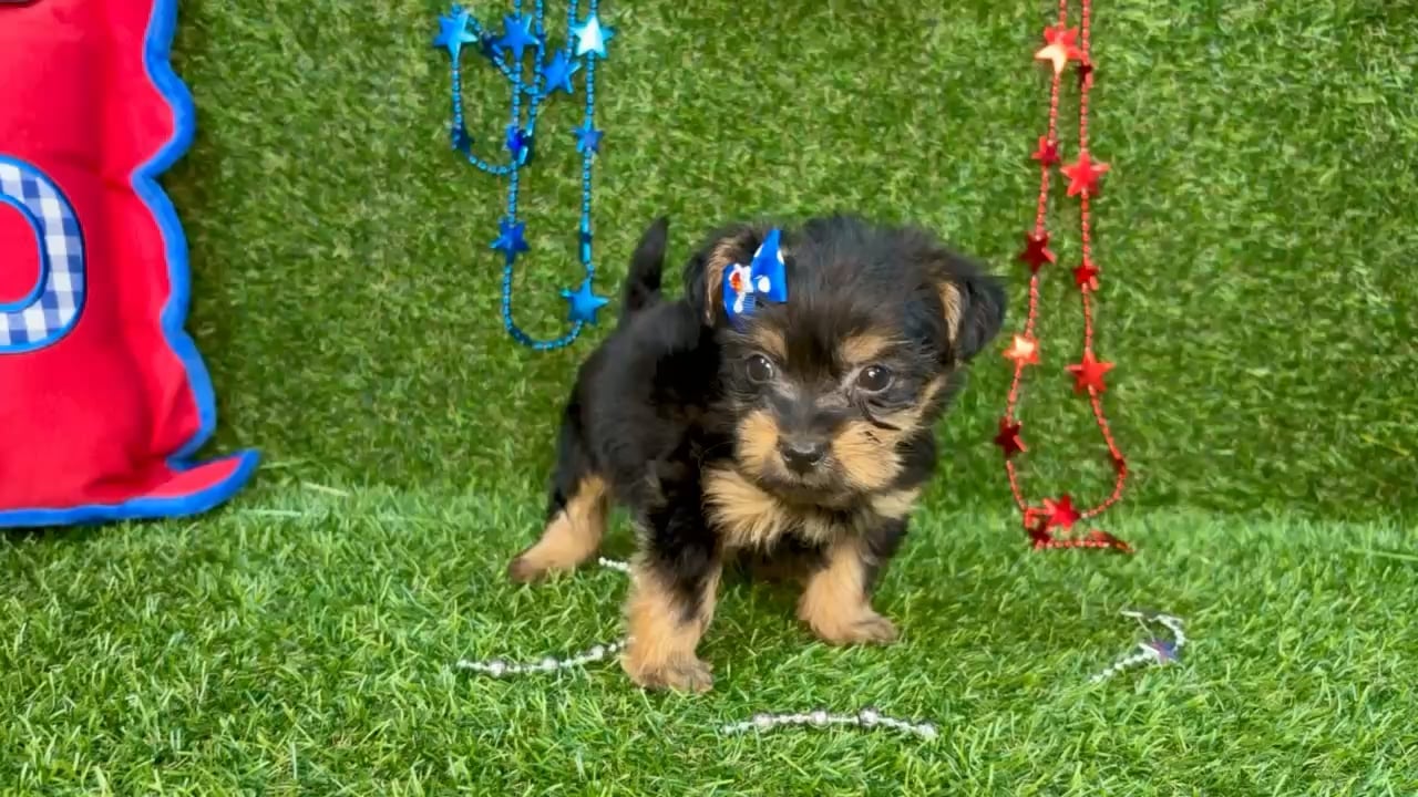 Female Yorkie puppy named Nala for sale at Puppy Dreams - Arlington. video thumbnail