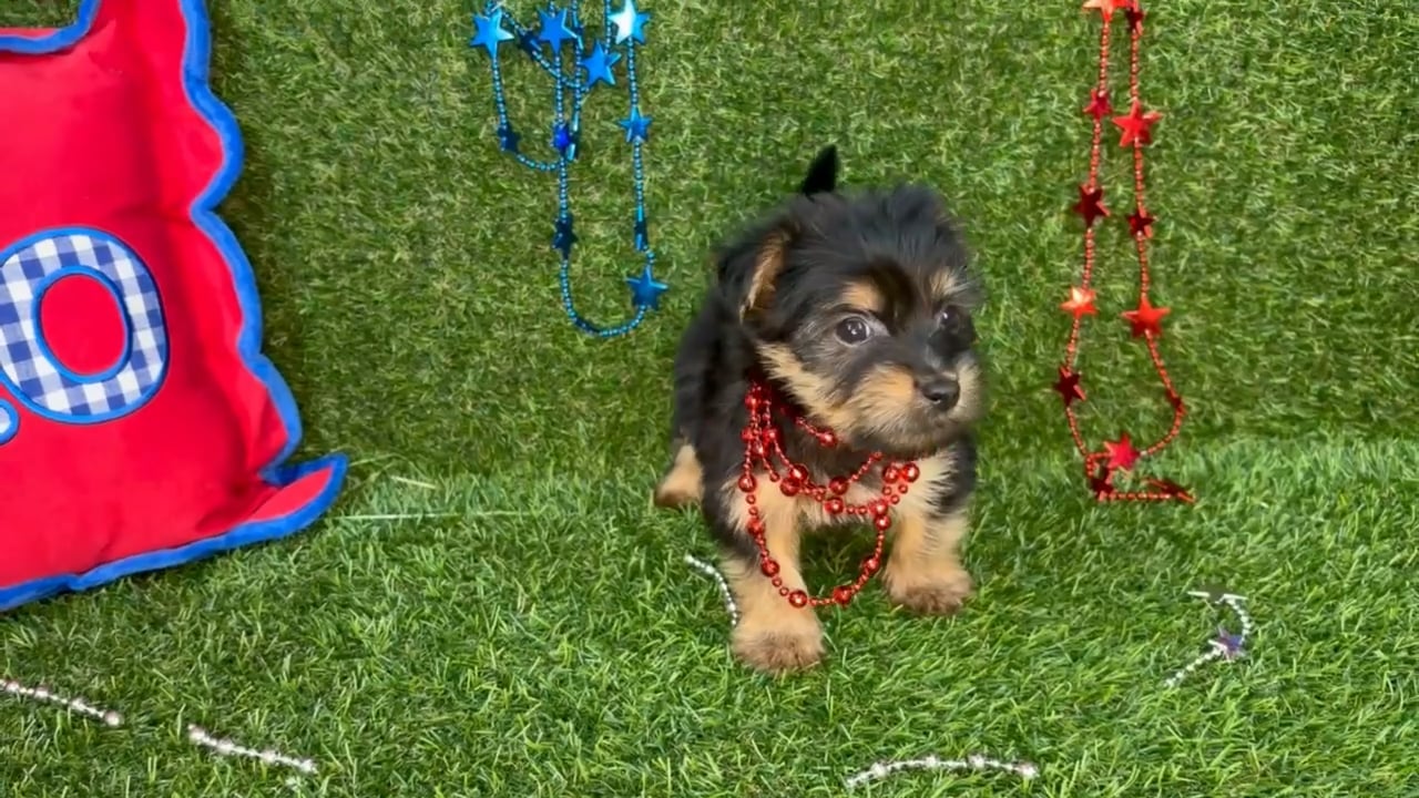Male Yorkie puppy named Simba for sale at Puppy Dreams - Arlington. video thumbnail