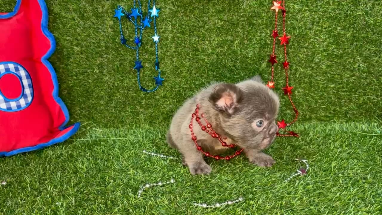 Male Fluffy French Bulldog puppy named Ace for sale at Puppy Dreams - Arlington. video thumbnail