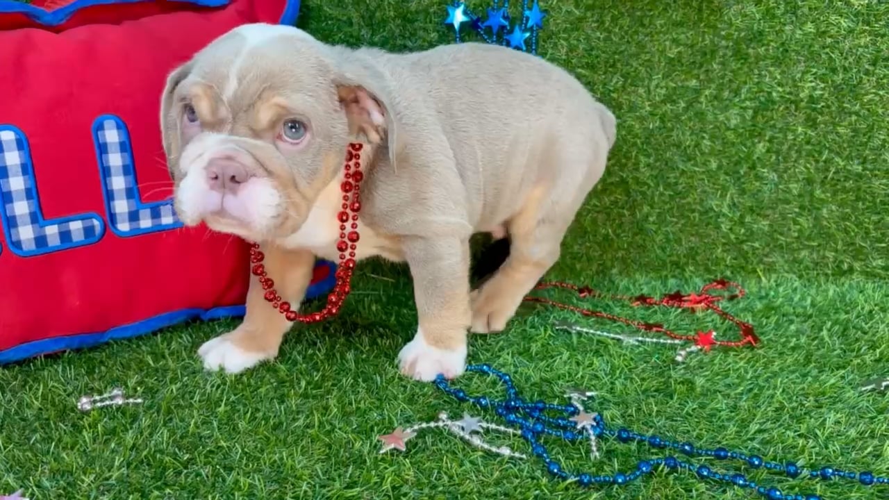 Male English Bulldog puppy named Gobble for sale at Puppy Dreams - Arlington. video thumbnail