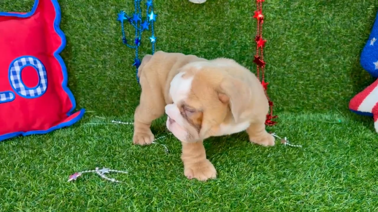 Female English Bulldog puppy named Rolls for sale at Puppy Dreams - Arlington. video thumbnail