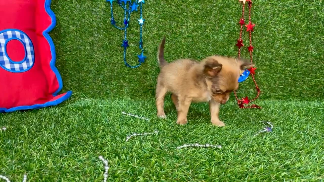 Female Chihuahua puppy named Billie for sale at Puppy Dreams - Arlington. video thumbnail