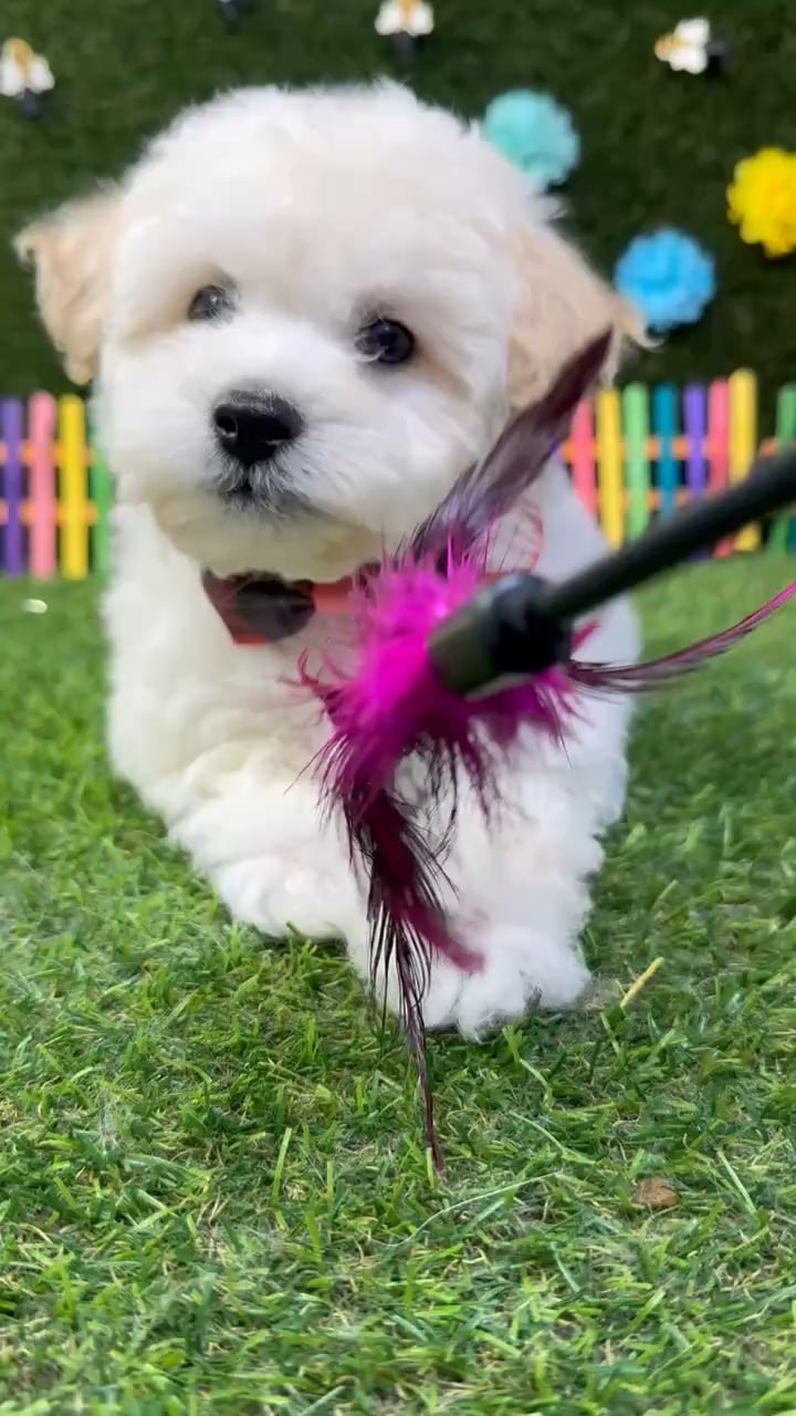 Male Bichon-Poodle puppy named Ollie for sale at Puppy Dreams - Carrollton. video thumbnail