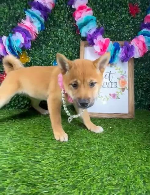 Female Shiba Inu puppy named *Odessa* for sale at Puppy Dreams - Mansfield. video thumbnail