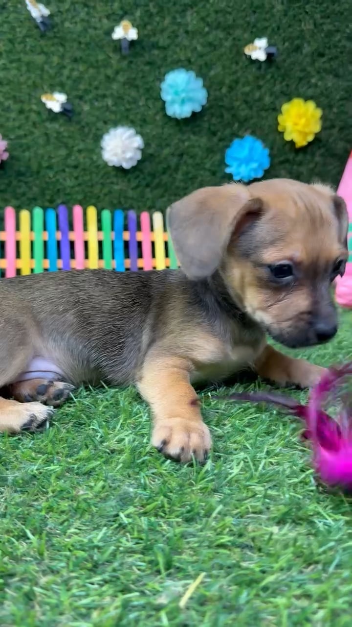 Male Chiweenie puppy named Chico for sale at Puppy Dreams - Carrollton. video thumbnail