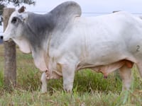 Lote 109