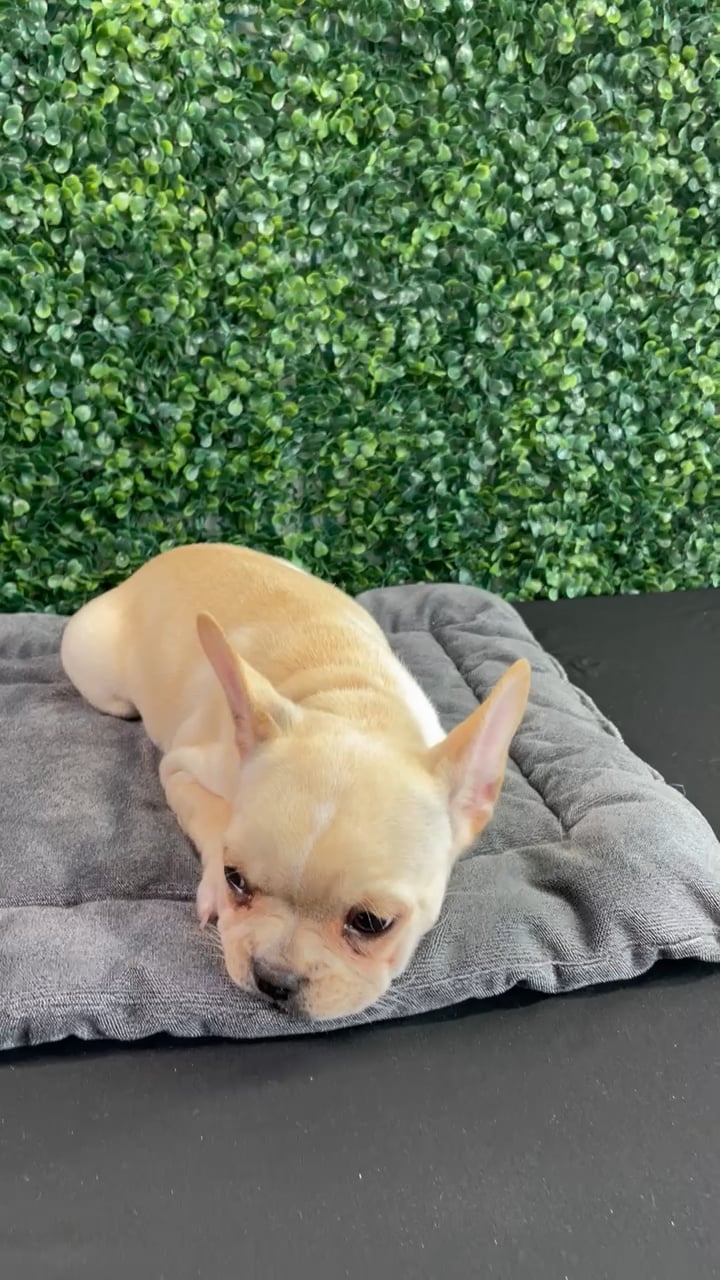 Male French Bulldog puppy named Gucci for sale at Puppy Dreams - West Little Rock. video thumbnail