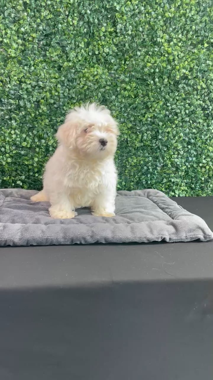Male Maltese puppy named Grrberry for sale at Puppy Dreams - West Little Rock. video thumbnail