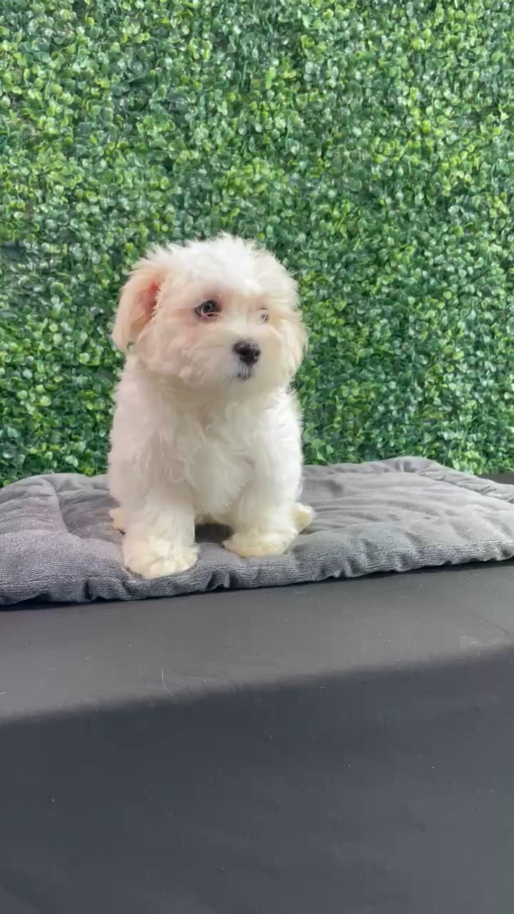 Female Maltese puppy named Chanel for sale at Puppy Dreams - West Little Rock. video thumbnail