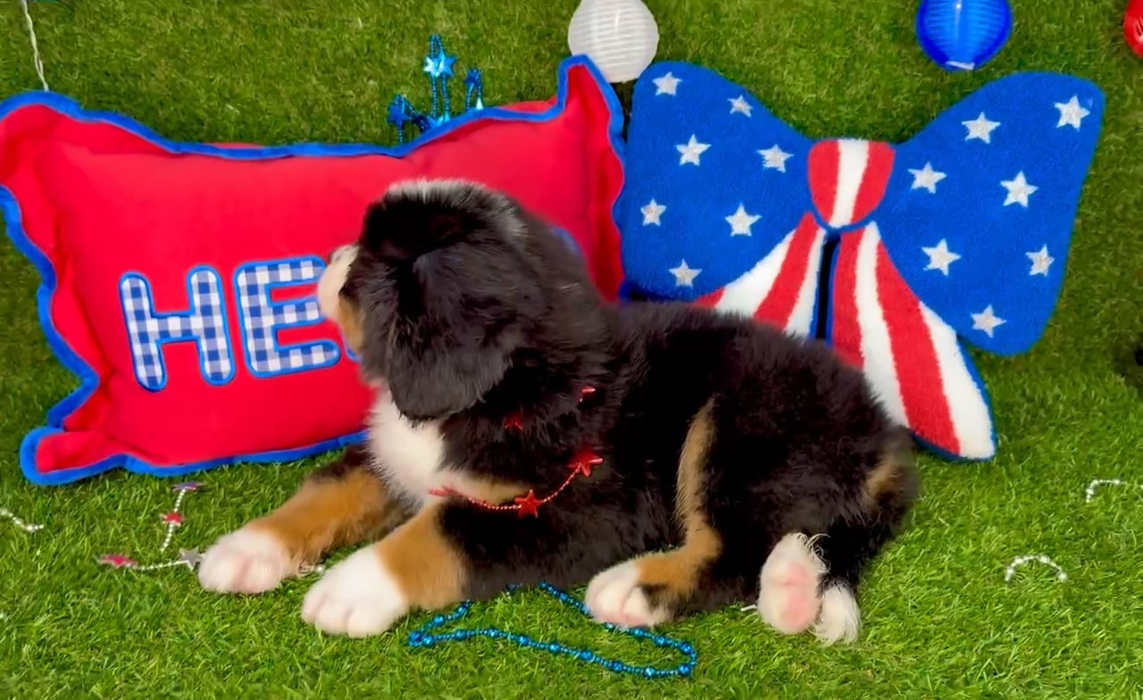 Male Bernese Mountain Dog puppy named Chime for sale at Puppy Dreams - Arlington. video thumbnail