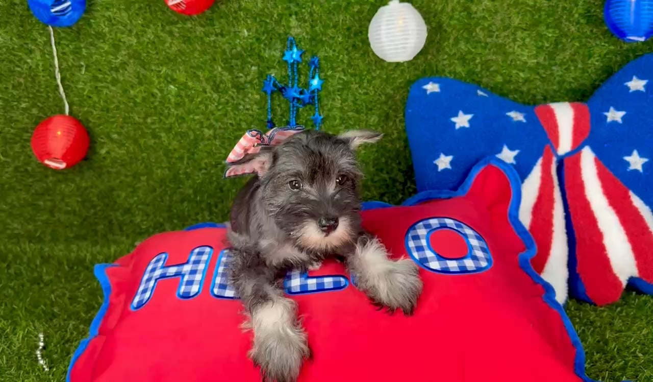 Female Mini Schnauzer puppy for sale at Puppy Dreams - Arlington. video thumbnail