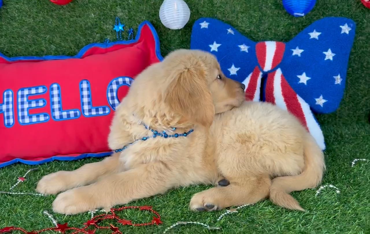 Male Golden Retriever puppy named Elf for sale at Puppy Dreams - Arlington. video thumbnail