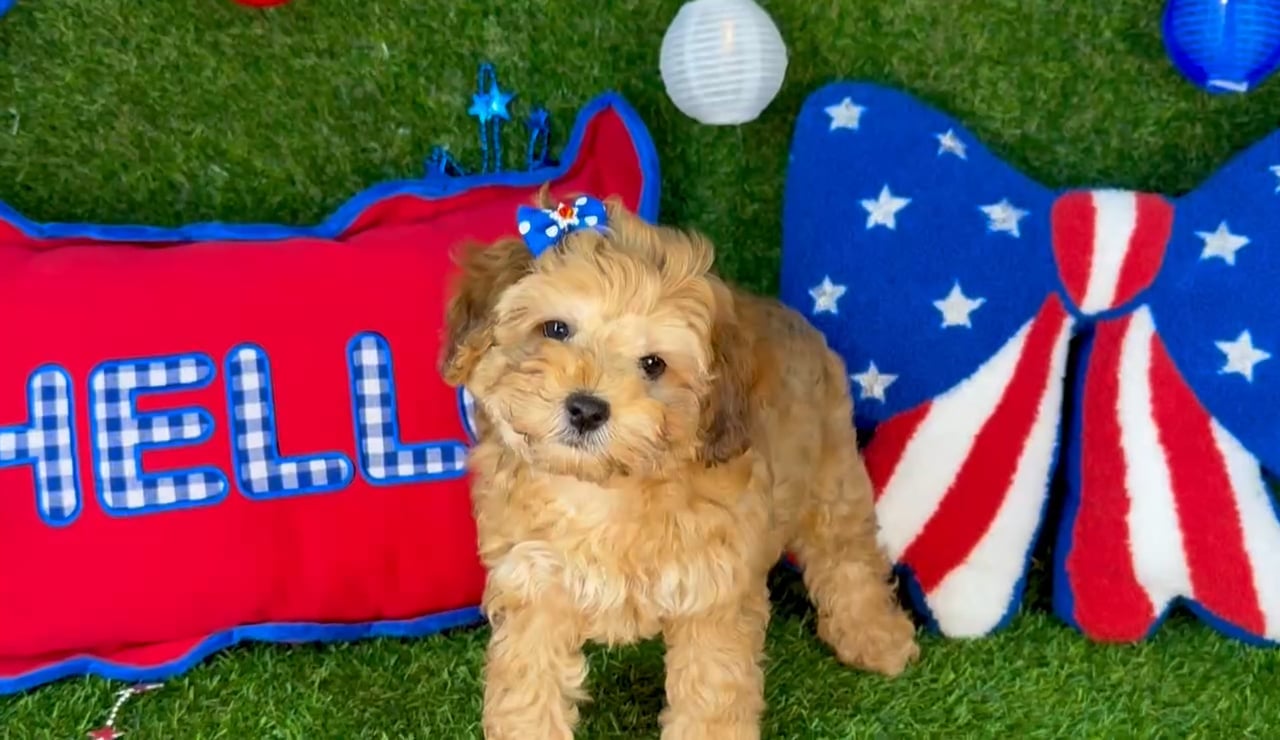 Female Cockapoo puppy named Daisy for sale at Puppy Dreams - Arlington. video thumbnail
