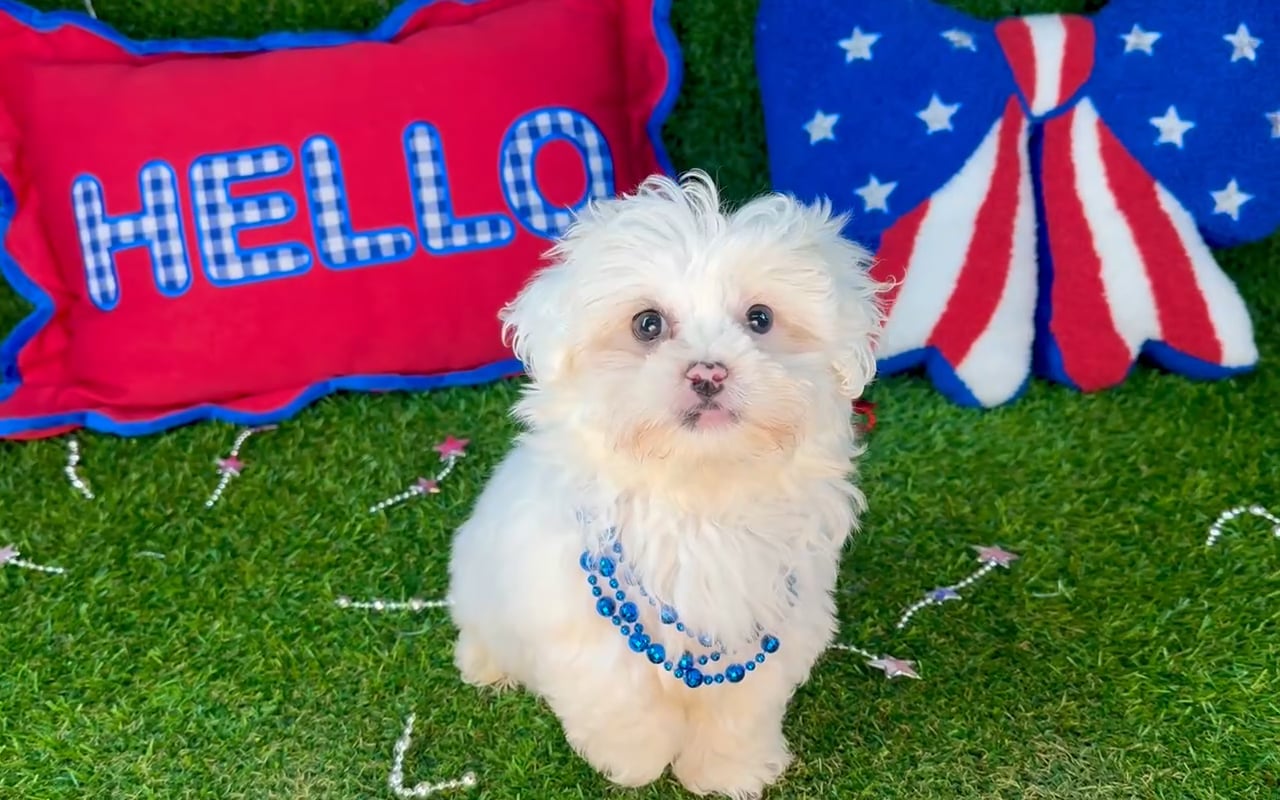 Male Pekingese - Mini Poodle puppy named Mochi for sale at Puppy Dreams - Arlington. video thumbnail