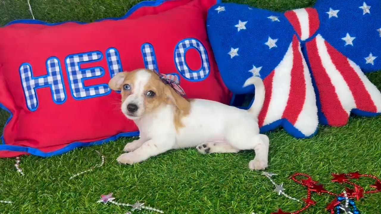 Female Chiweenie puppy named Lucy for sale at Puppy Dreams - Arlington. video thumbnail