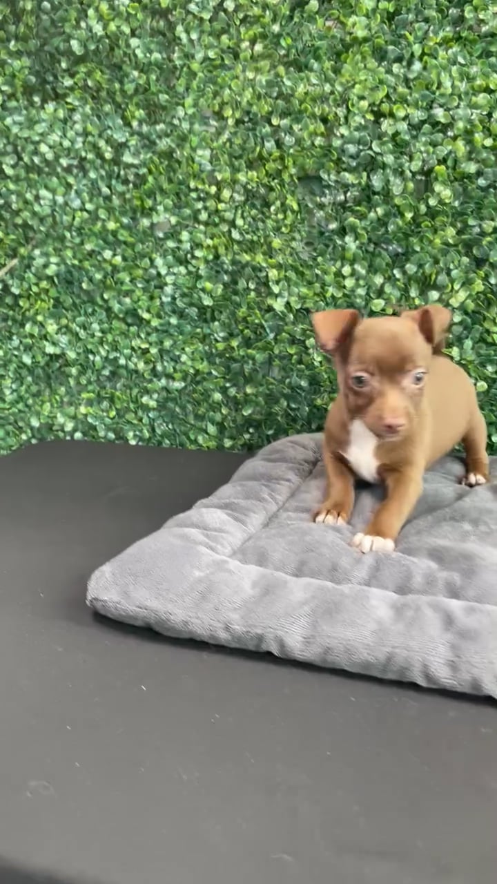 Male Chihuahua puppy named Barkenstock for sale at Puppy Dreams - West Little Rock. video thumbnail