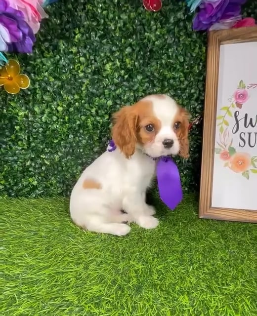 Male Cavalier King Charles Spaniel puppy named *Mansfield* for sale at Puppy Dreams - Mansfield. video thumbnail
