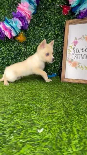 Male Alaskan Klee Kai puppy named *Arlington* for sale at Puppy Dreams - Mansfield. video thumbnail