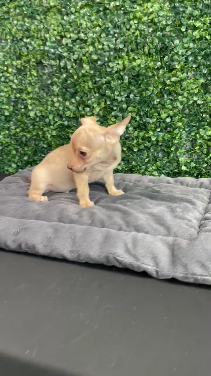 Male Chihuahua puppy named Romper for sale at Puppy Dreams - West Little Rock. video thumbnail