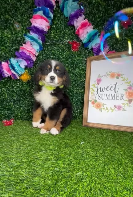 Female Bernese Mountain Dog puppy named *Katy* for sale at Puppy Dreams - Mansfield. video thumbnail