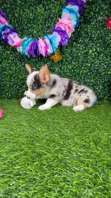 Male Pembroke Welsh Corgi puppy named *Irving* for sale at Puppy Dreams - Mansfield. video thumbnail