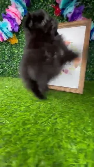 Female Pomeranian puppy named *Abilene* for sale at Puppy Dreams - Mansfield. video thumbnail