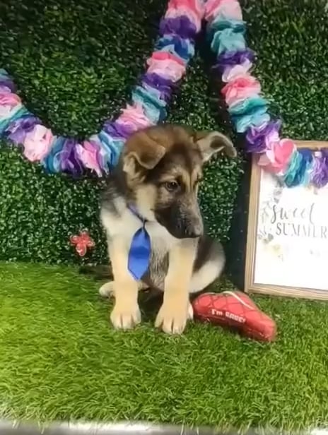 Male German Shepherd puppy named *Dallas* for sale at Puppy Dreams - Mansfield. video thumbnail