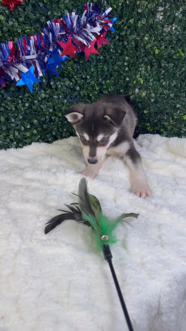 Male Alaskan Klee Kai puppy named Thor for sale at Puppy Dreams - Garland. video thumbnail