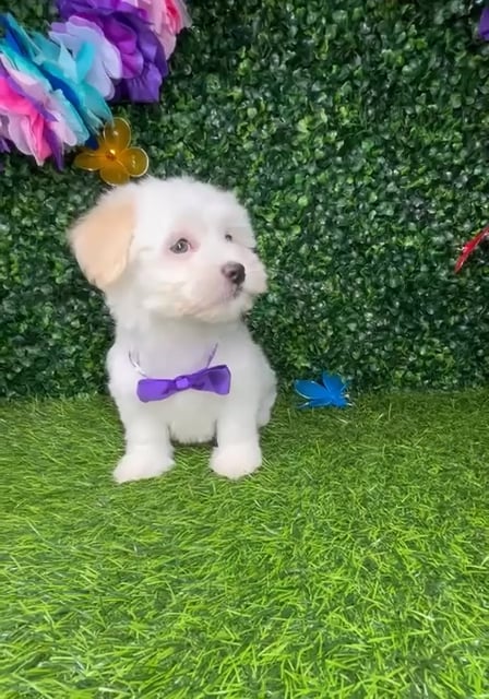 Female Havanese puppy named *Victoria* for sale at Puppy Dreams - Mansfield. video thumbnail