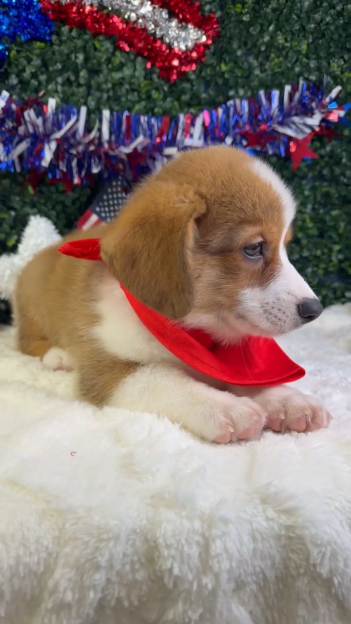 Male Pembroke Welsh Corgi puppy named Stitch for sale at Puppy Dreams - Garland. video thumbnail
