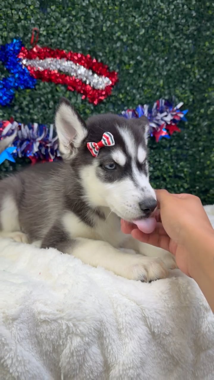 Female Siberian Husky puppy named Blizzard for sale at Puppy Dreams - Garland. video thumbnail