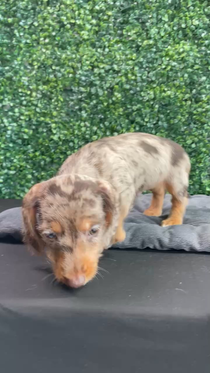 Male Dachshund puppy named Givenchy for sale at Puppy Dreams - West Little Rock. video thumbnail
