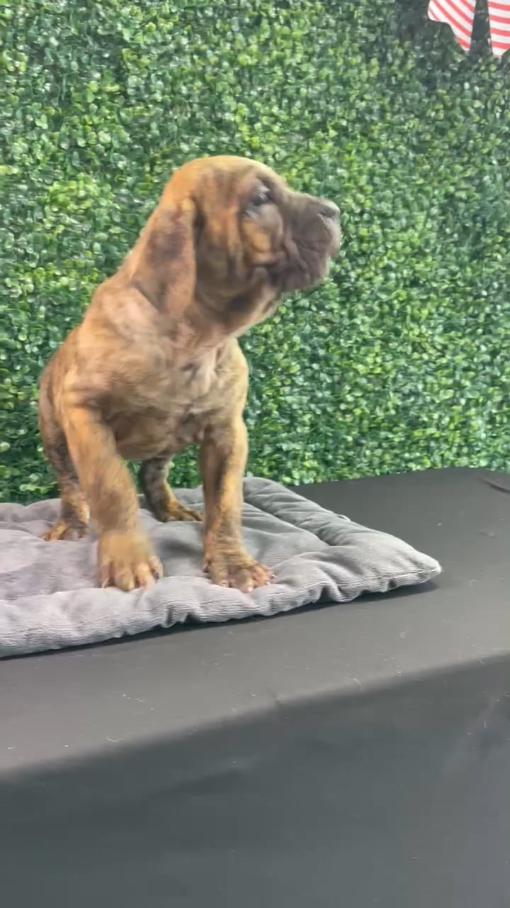 Female Cane Corso puppy named Porche for sale at Puppy Dreams - West Little Rock. video thumbnail