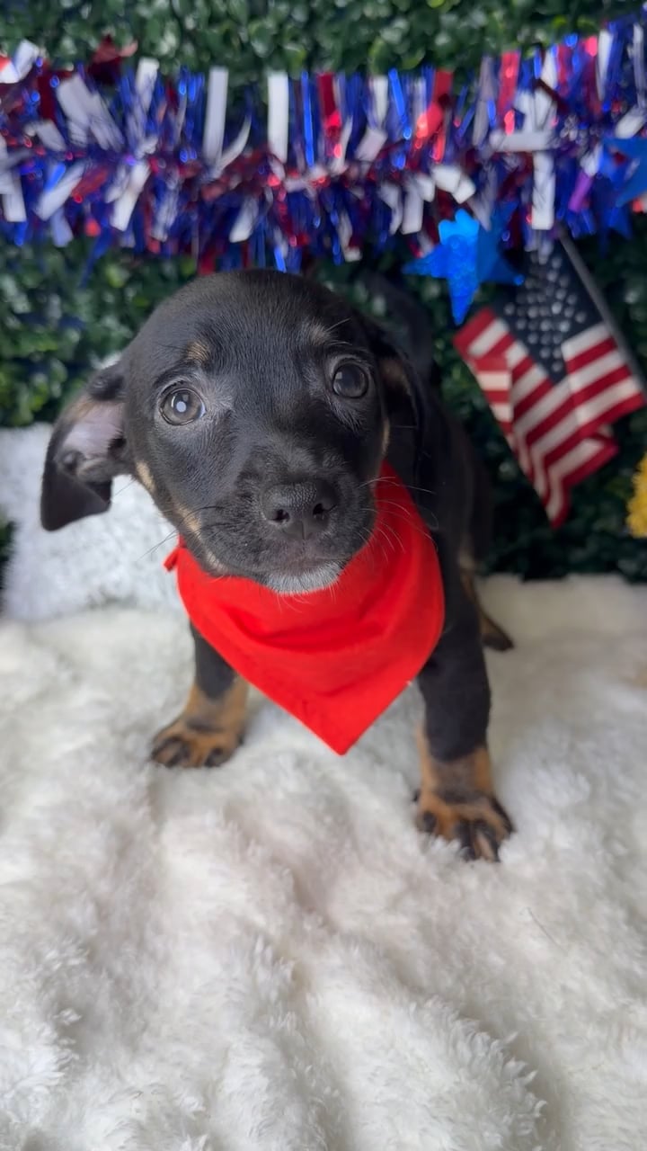 Male Chiweenie puppy named Taco for sale at Puppy Dreams - Garland. video thumbnail