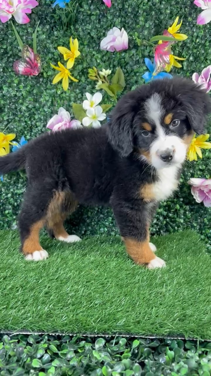 Female Bernese Mountain Dog puppy named Cannoli for sale at Puppy Dreams - Wichita West. video thumbnail