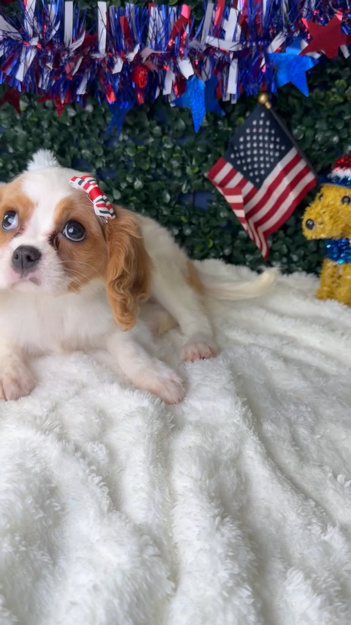Female Cavalier King Charles Spaniel puppy named Athena for sale at Puppy Dreams - Garland. video thumbnail