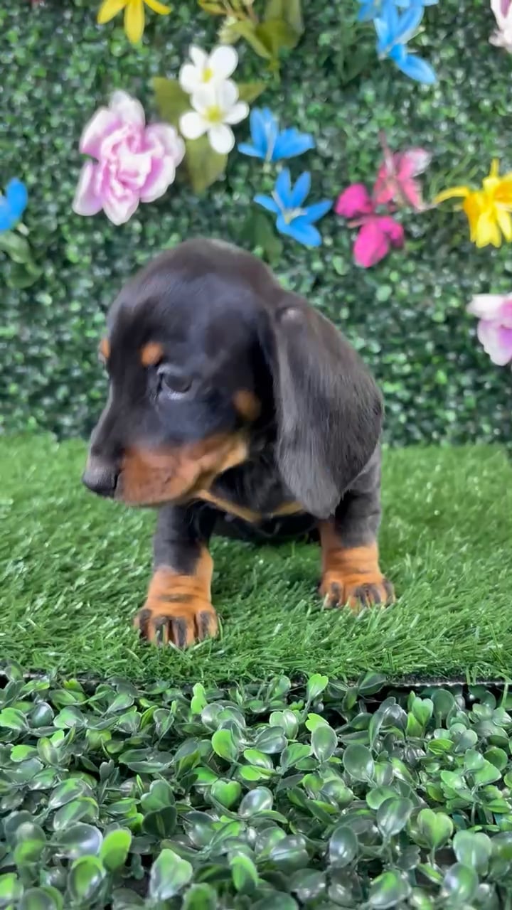 Female Dachshund puppy named Gordita for sale at Puppy Dreams - Wichita West. video thumbnail