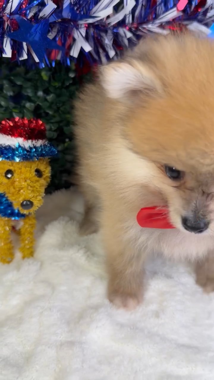 Male Pomeranian puppy named Chico for sale at Puppy Dreams - Garland. video thumbnail