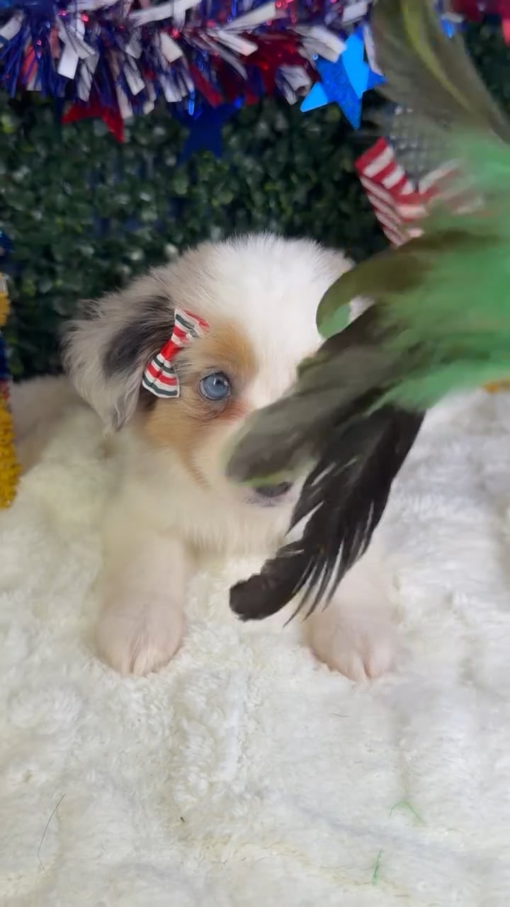Female Mini Aussie puppy named Xena for sale at Puppy Dreams - Garland. video thumbnail