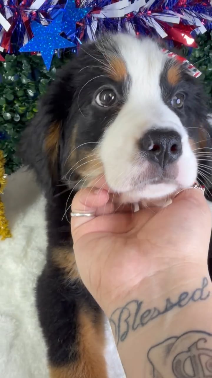 Female Bernese Mountain Dog puppy named Skye for sale at Puppy Dreams - Garland. video thumbnail