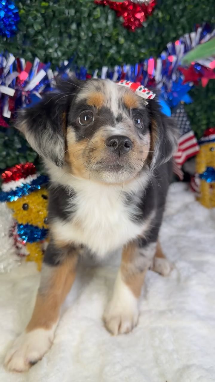 Female Mini Aussie puppy named Sophia for sale at Puppy Dreams - Garland. video thumbnail