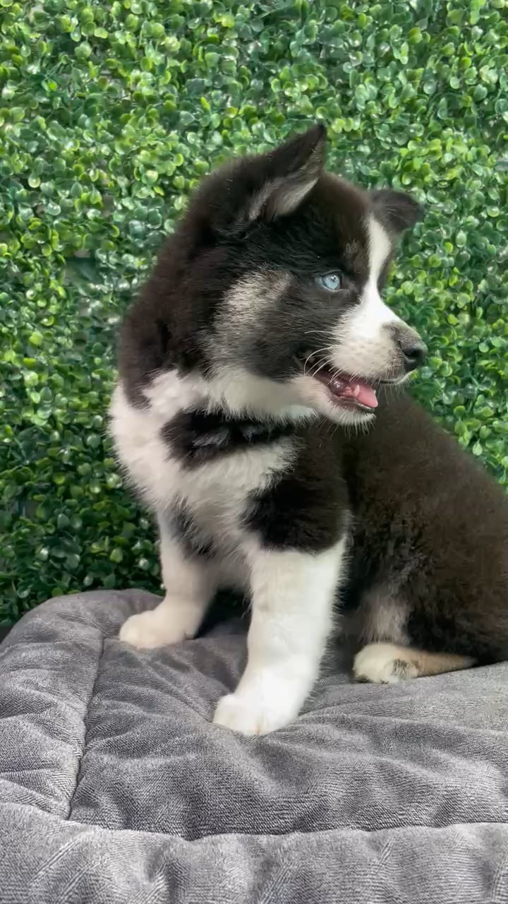 Male Alaskan Klee Kai puppy named Michowl Kors for sale at Puppy Dreams - West Little Rock. video thumbnail