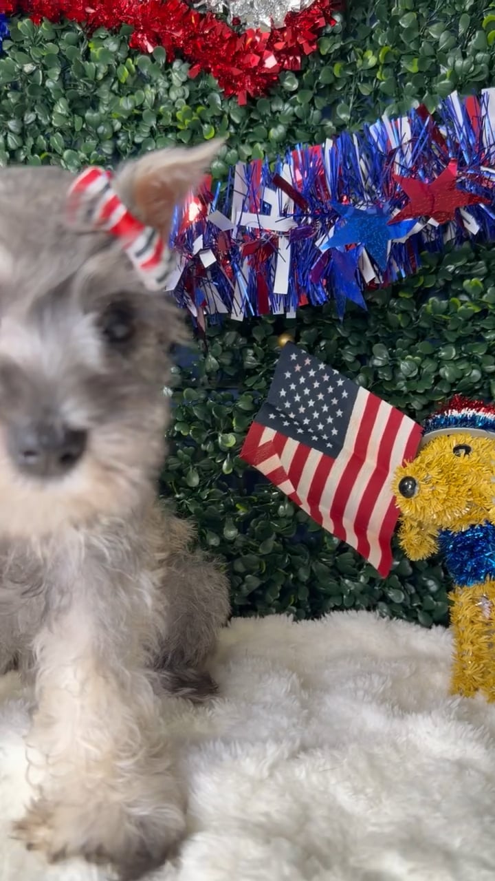 Female Mini Schnauzer puppy named Twinkle for sale at Puppy Dreams - Garland. video thumbnail