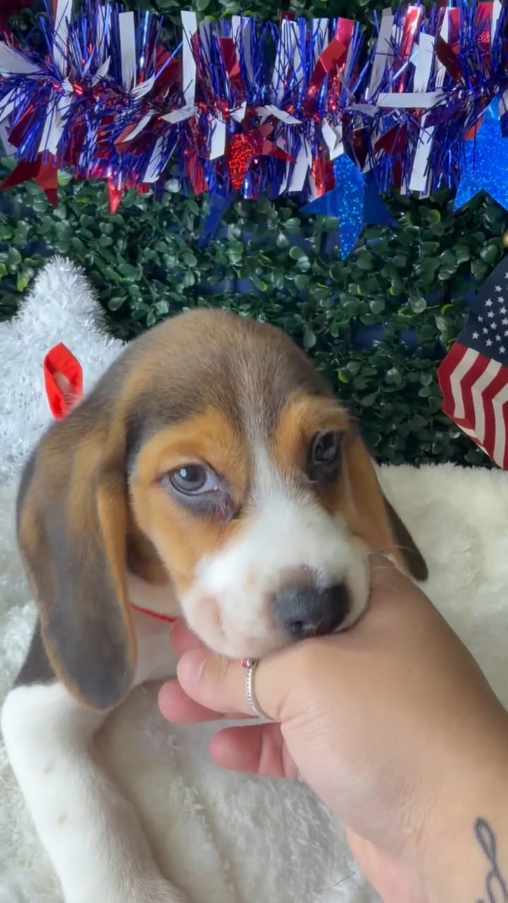 Male Beagle puppy named Rex for sale at Puppy Dreams - Garland. video thumbnail