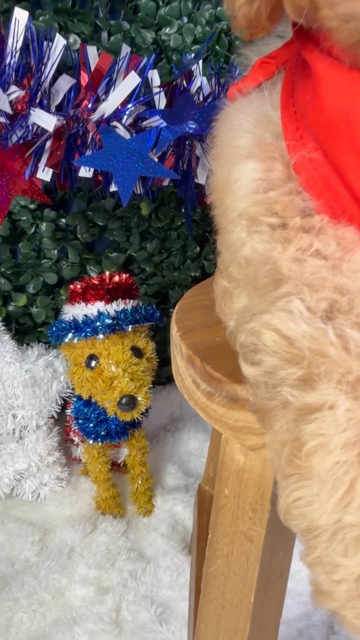 Male Cockapoo puppy named Bruno for sale at Puppy Dreams - Garland. video thumbnail