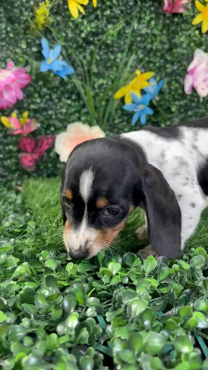 Female Dachshund puppy named Bellgrande for sale at Puppy Dreams - Wichita West. video thumbnail