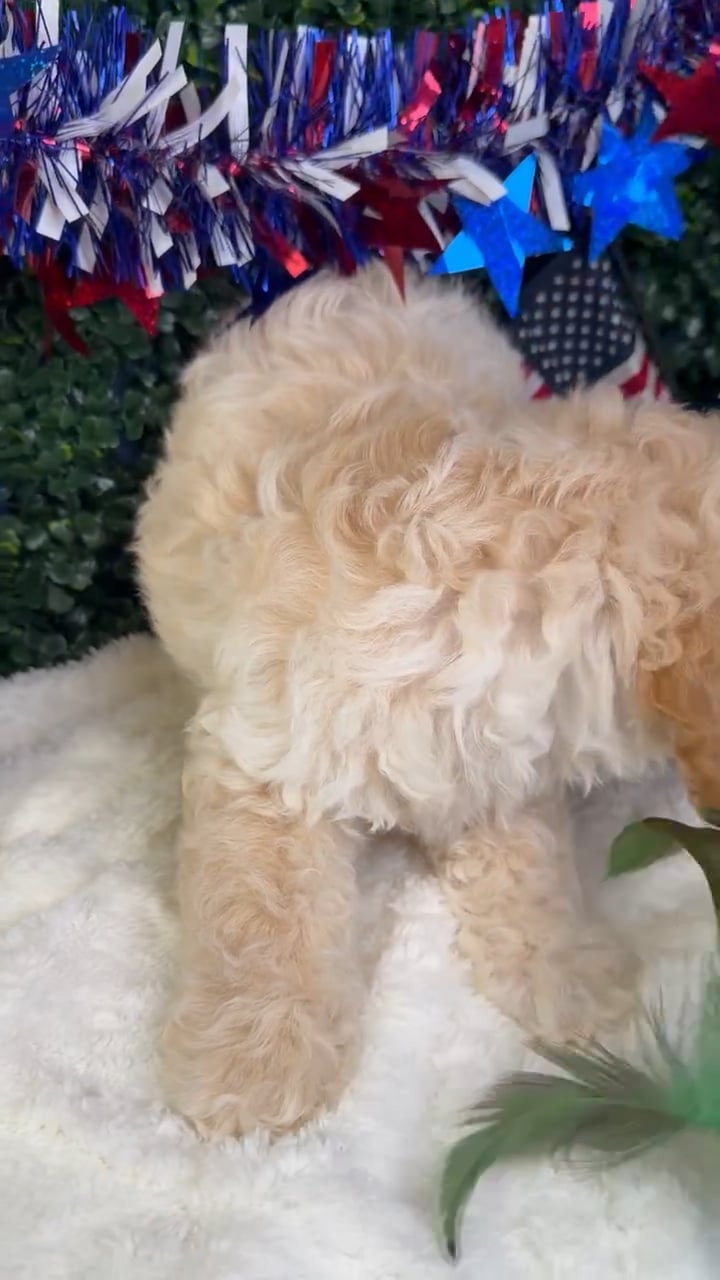 Female Cockapoo puppy named Star for sale at Puppy Dreams - Garland. video thumbnail