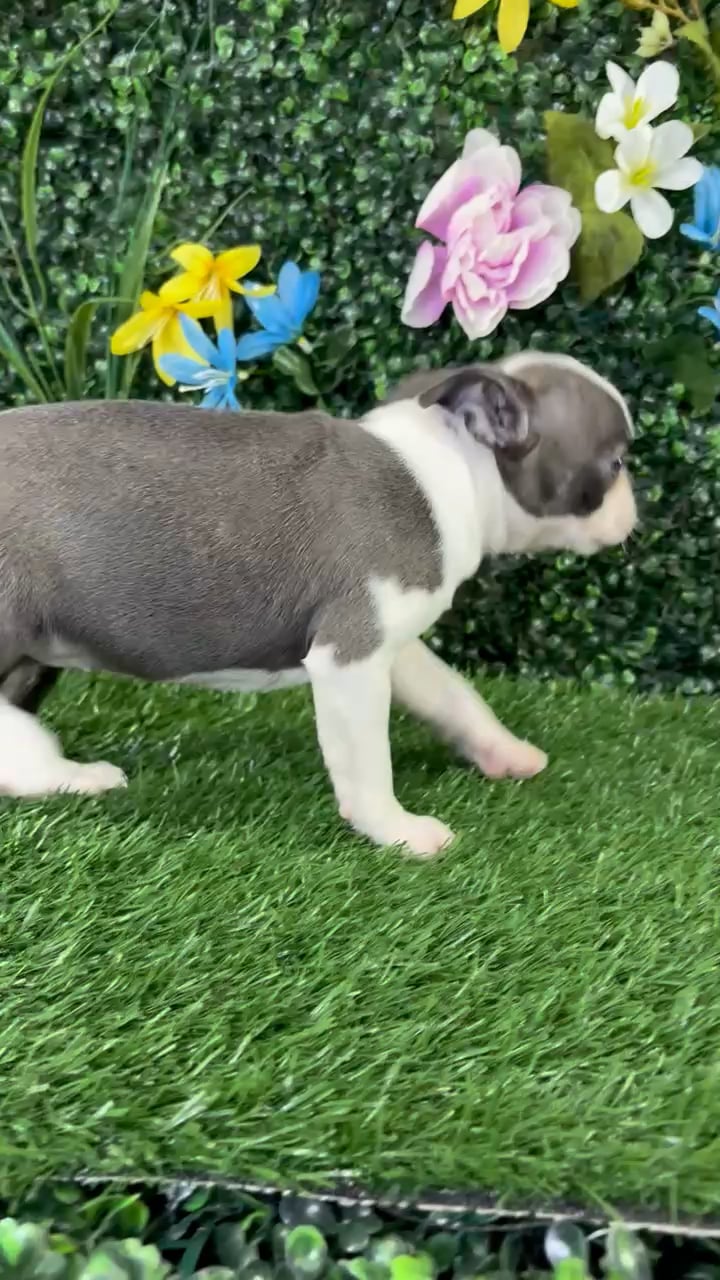 Female Boston Terrier puppy named Baked Beans for sale at Puppy Dreams - Wichita West. video thumbnail