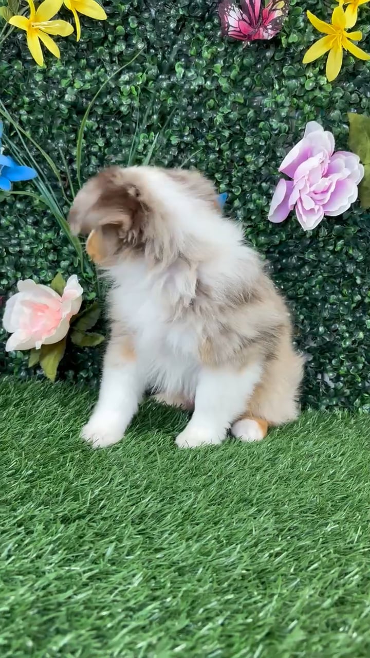 Male Mini Aussie puppy named Frito for sale at Puppy Dreams - Wichita West. video thumbnail